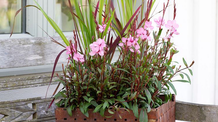 Gaura 2018 Foto@annikasnaturligating   (8)