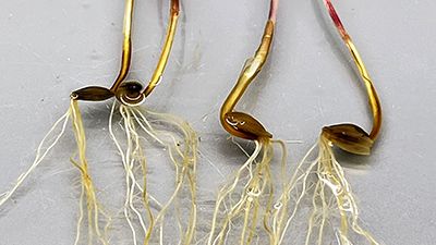 Fig. 4b kornplantor Aphanomyces macrosporus MW-O-20-20-472.jpg
