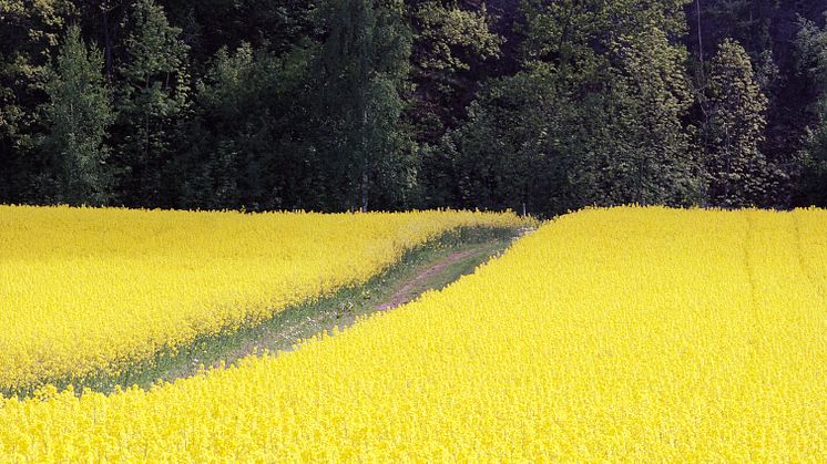 Polarbröd och Naturskyddsföreningen uppmanar till förändringar i beskattningen av bekämpningsmedelsanvändning