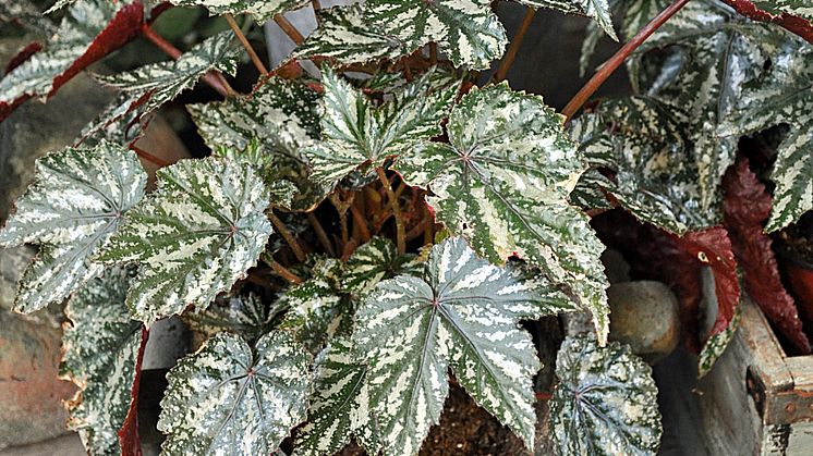 Bladbegonia