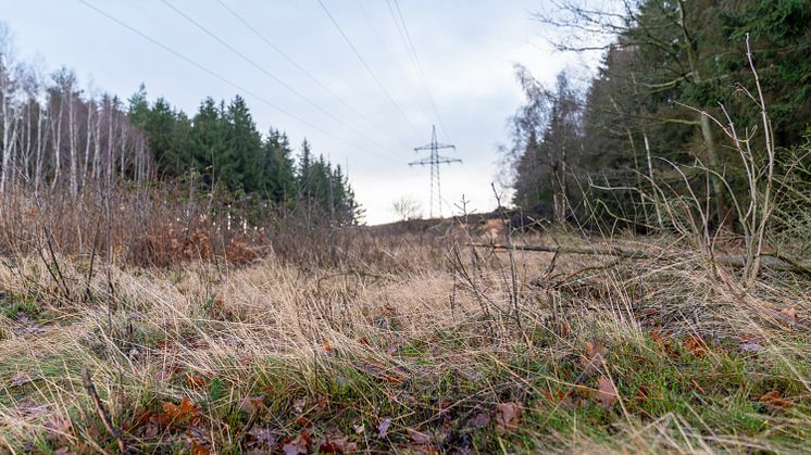 Freileitung Natur_3000x2000