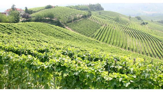 Den historiska familjeproducenten släpper trippel Barolo i tillfälliga sortimentet. Paolo Scavino Barolo 2015 på hel-, halv- och magnumflaska.