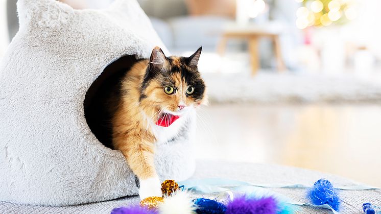 ​Allt din katt behöver för en riktigt god jul