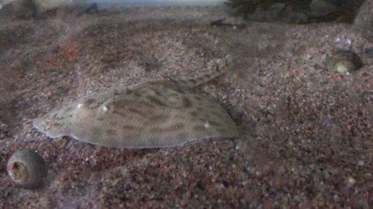 Knaggrocka  (Raja clavata) januari 2014