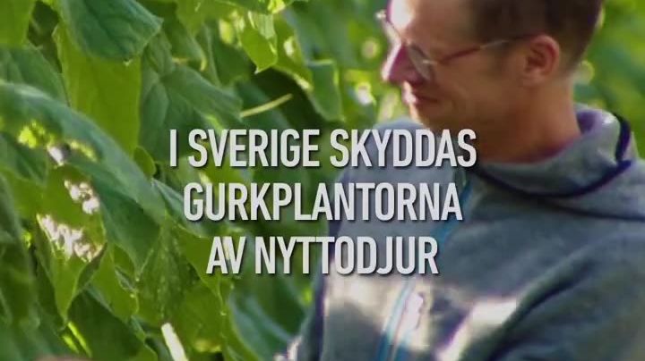 Äntligen är svensk gurka här!