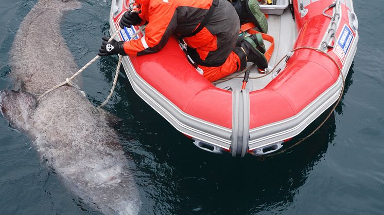 RS13136_Shark tag - Photo Credit 'HusseyLab'.jpg