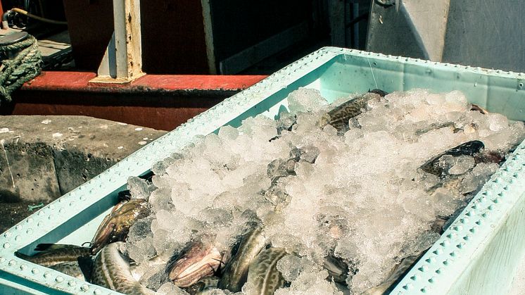Klart med nästa års fiskekvoter i Östersjön