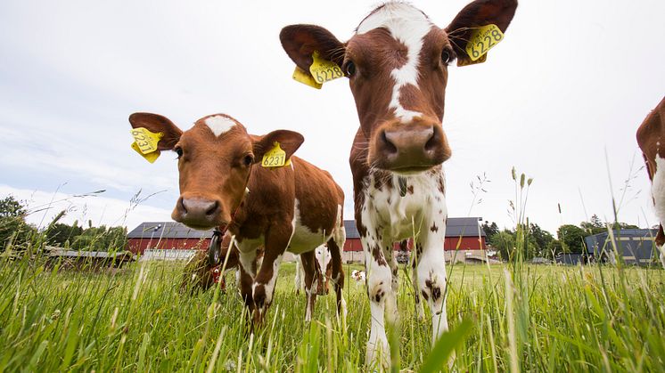 Dyrehelse og matproduksjon er blant forskningsområdene ved NMBU. (Foto: Håkon Sparre/NMBU)