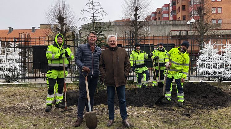 Andreas Schönström (S), ordförande i tekniska nämnden, och Håkan Linné (L), vice ordförande, flankerade av Thim Lang, Cochai Sheer, Mohammed Al-Siaghy och Ali Hussien Maskhor Al-Alwan från Kommunteknik då ett cederträd planterades i Folkets park.