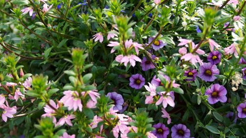 Blommigt och blandat + 2 godbitar
