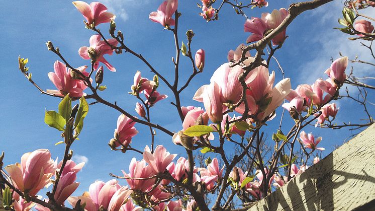 Nu blommar vår magnolia