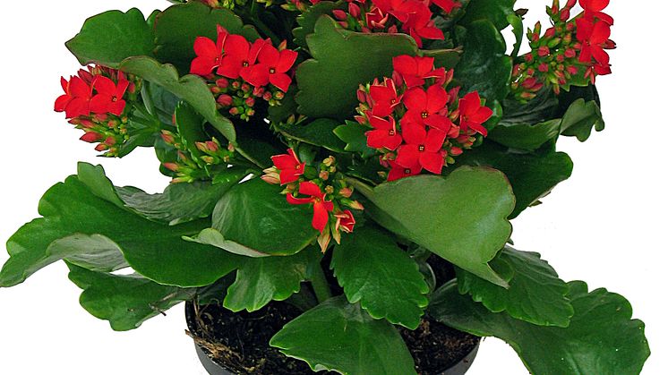 Lucka nr 5 - Rödblommande Kalanchoe i en Blomstrande Julkalender