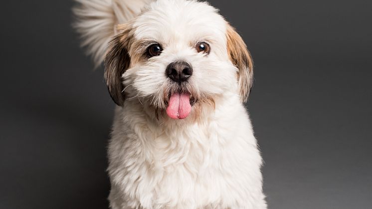 pexels-goochie-poochie-grooming-3361739