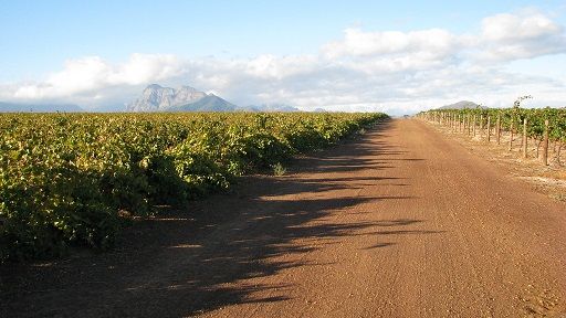 Rosényhet från Sydafrika med ett gott SAAMvete