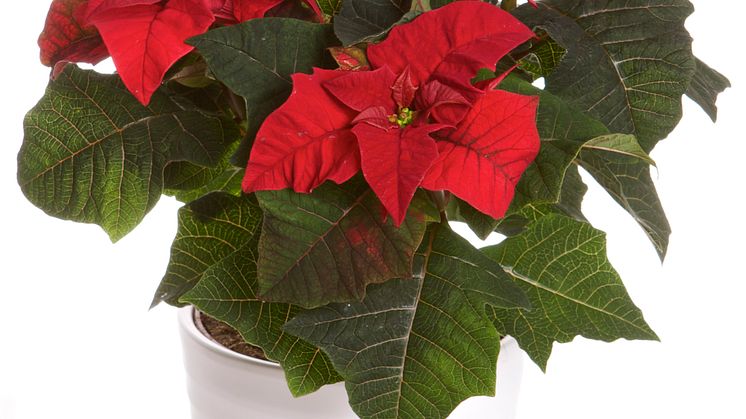 Julstjärna Euphorbia pulcherrima Signe