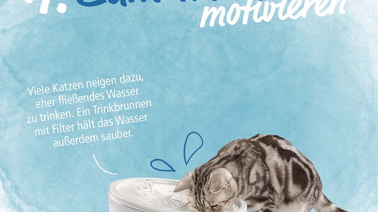Infostrecke Katzen zum Trinken animieren 02