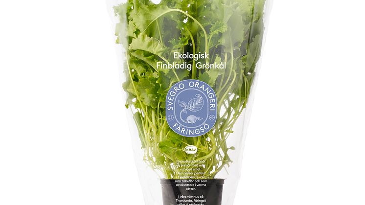 Svegro Ekologisk Grönkål