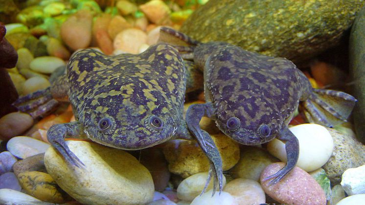 afrikansk-klogroda-Xenopus laevis-TimVickers, Public domain, Wikimedia Commons.jpeg