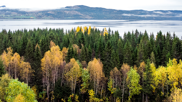 Ockå ångsåg skogsinnehav 2