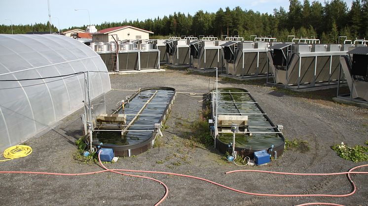 Dåva algae facilities.jpg