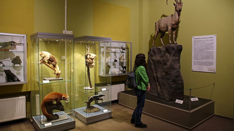 Naturkundemuseum Leipzig