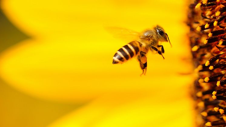 Vaggeryds kommun satsar på att stärka livsmiljöer och bostäder för vilda pollinatörer.
