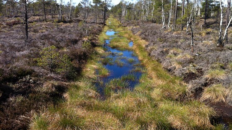 Utdikad våtmark