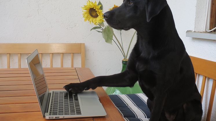 Seul, Hund, Laptop