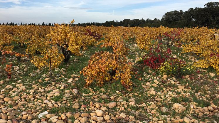 Alain Jaume Autumn vineyard