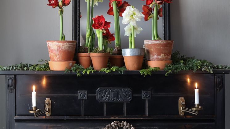 Amaryllis