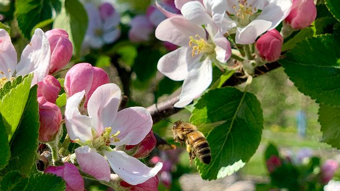 Pollinering