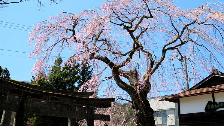 Kokuzoson temple weeping cherry tree