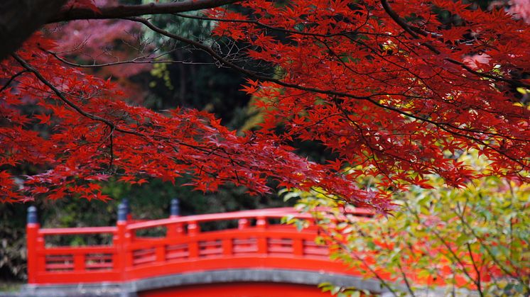 Maple Leaves, Kawagoe Kitain Temple