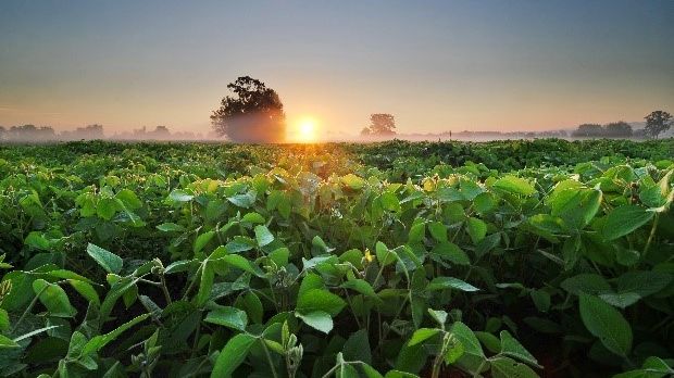 Skånemejerier första företaget i Sverige som stödjer GMO-fri sojaproduktion via RTRS-certifikat