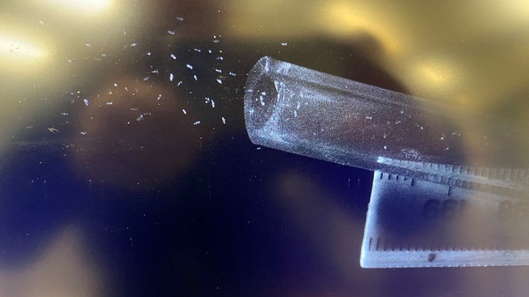 Lice entering the tank from tube