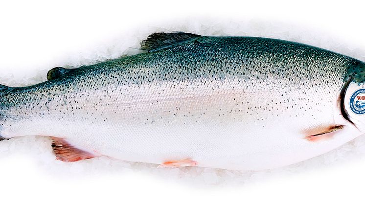 La Trucha del Fiordo de Noruega seduce a la alta gastronomía española