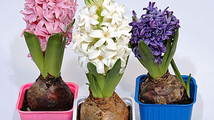 Lucka nr 21 - Hyacinter i en Blomstrande Julkalender