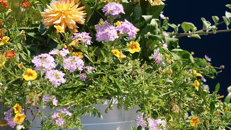 Tips vid plantering av sommarblommor!