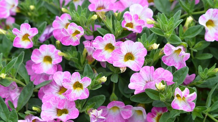 Calibrachoa Chameleon