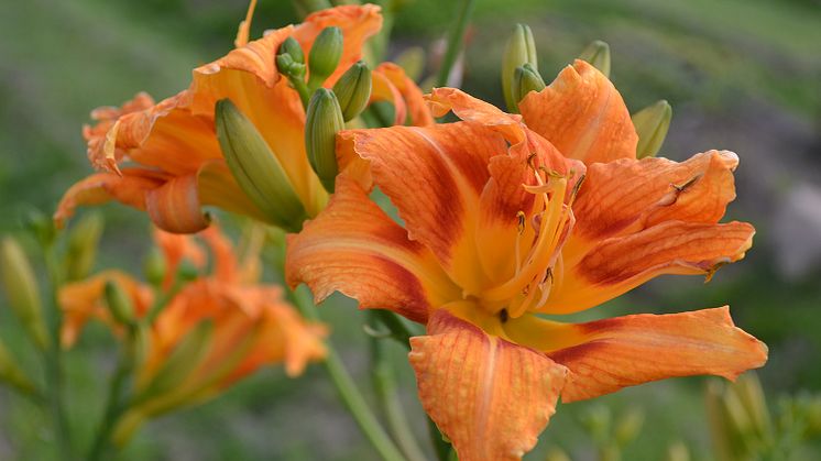 Den brunröda dagliljan ’Frövidal’ blommar med fyllda blommor som slår ut under andra halvan av juli-början av augusti. Dagliljan kommer från Frösvidal säteri utanför Örebro och är den första Grönt kulturarv-perennen på marknaden med ursprung i Närke.
