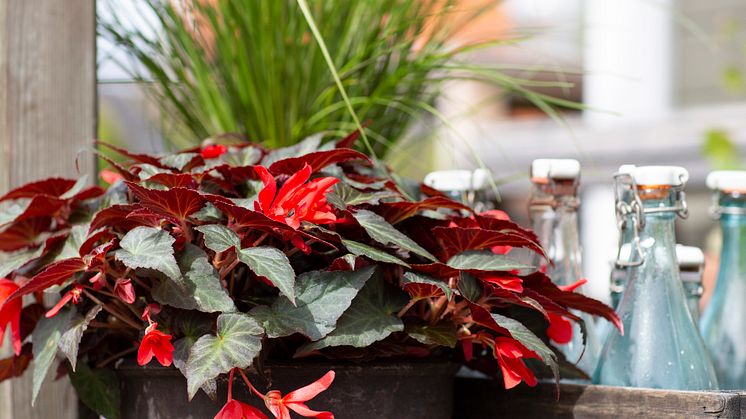 Begonia boliviensis Summerwings Boliviabegonia Foto @annikasnaturligating