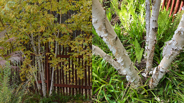 Betula ermanii KLENOD (’Ep Betkl’) E