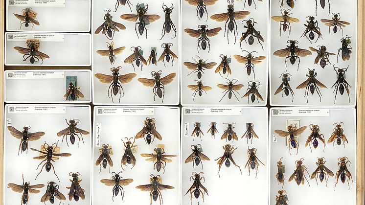 )Insektenkasten aus dem Museum für Naturkunde Berlin mit Serien der Grabwespe Chlorion maxillosum cilitaum aus verschiedenen afrikanischen Ländern