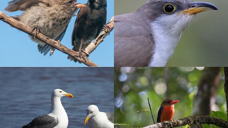 Beak color variation