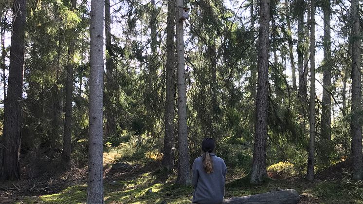 Skogsbad
