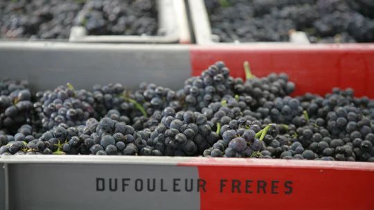 dufouleur-freres-grapes-1428-540x