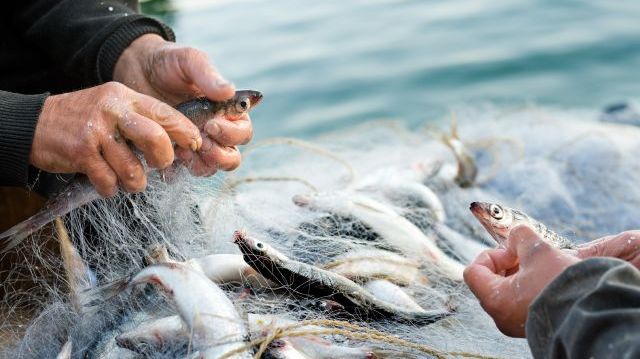 Genrebild, fiske. Bild: Shutterstock