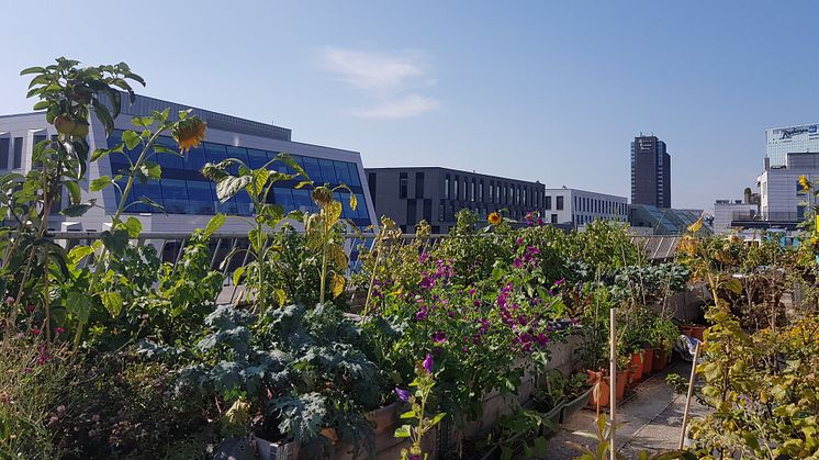 Taken er en sjeldent utnyttet ressurs, som kan komme både mennesker og insekter til gode. På toppen av Greenhouse Oslo blomstrer det om sommeren.