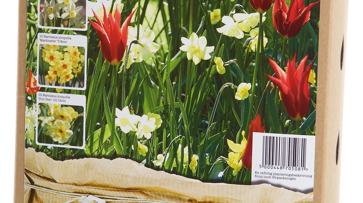 Blomsterlök vårblommande lökblandning