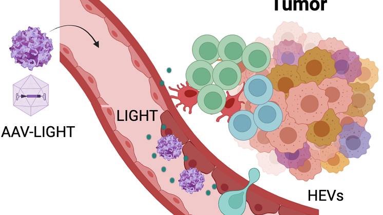 AAV-LIGHT therapy changes the phenotype of the tumor vessels and enable T cell infiltration into the tumor. Created with Biorender.